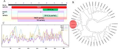 Characterization of the gibberellic oxidase gene SdGA20ox1 in Sophora davidii (Franch.) skeels and interaction protein screening